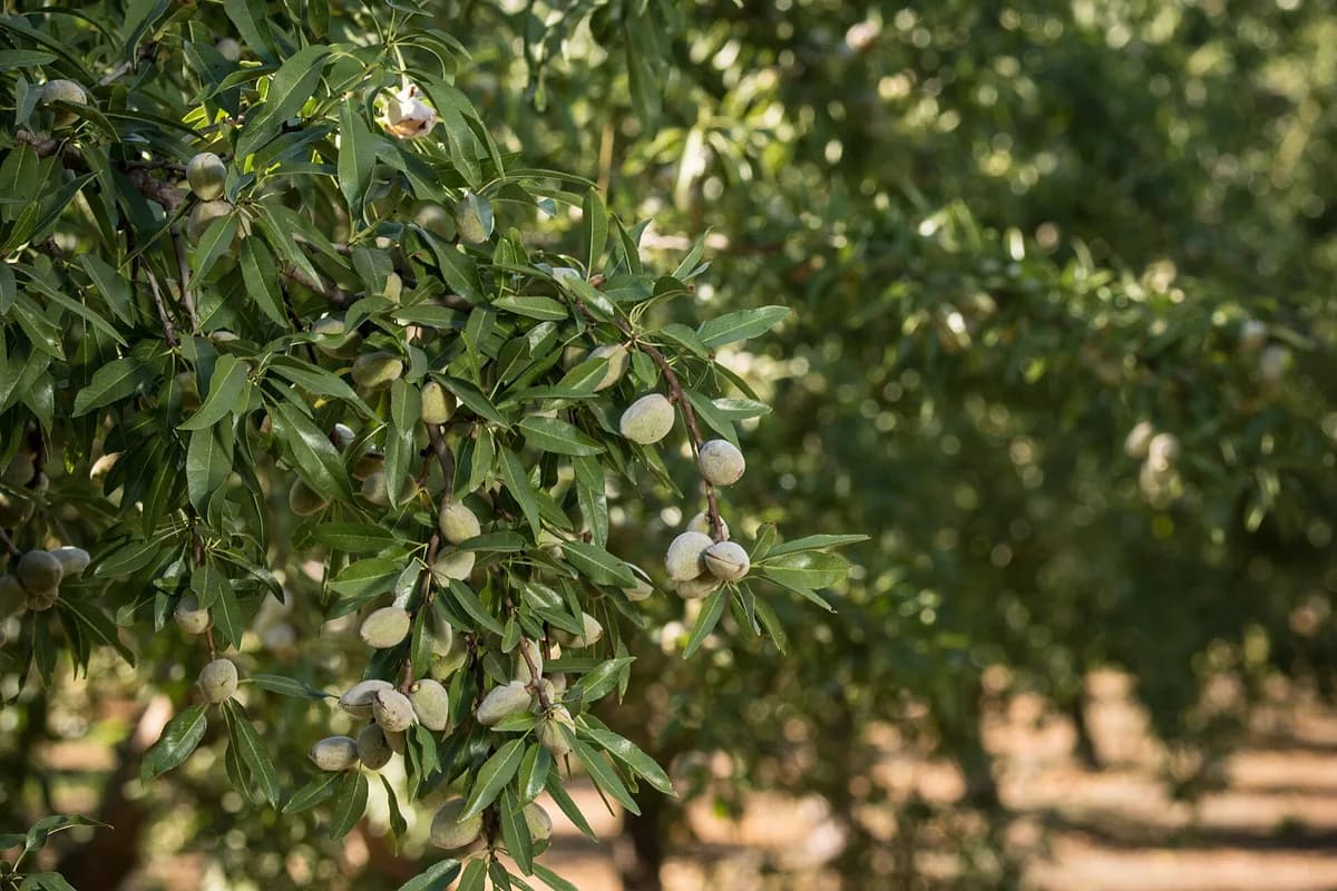 Almond orchard canopy south of Fresno near Fowler — manufactured-home service area