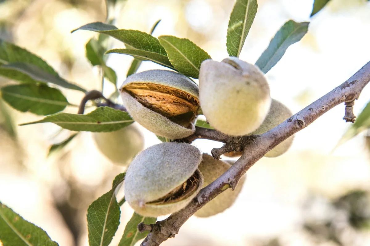 Ripening almonds in a west-side Central Valley orchard near Kerman, CA